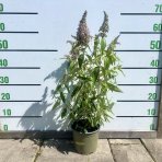 Budleja Dávidova (Buddleja Davidii) ‘SUMMER BIRD’ - výška 40-60 cm, kont. C3L